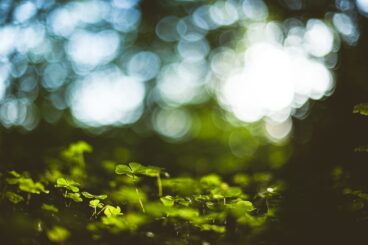 guide to carbon credits